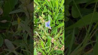 By Royal Appointment a very blue form of the female Common Blue butterfly [upl. by Munmro]