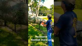 Hackberry tree rootballstandup sthil [upl. by Sivad]