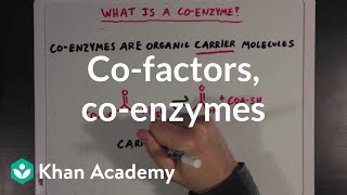 Cofactors coenzymes and vitamins  MCAT  Khan Academy [upl. by Jaala]