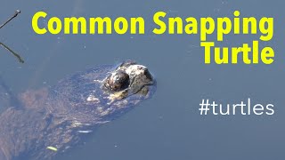 Common Snapping Turtle Chelydra serpentina  Hunting [upl. by Nnylaf336]