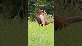 Pheasant distant calling  Bird sounds shorts [upl. by Campball]