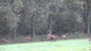 edelhertenweerterbos20100925wmv [upl. by Ahsratal68]