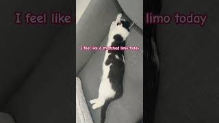 Stretched limo trendingshorts catshorts catdoglove dogcatvideos limousine catdoglove catnap [upl. by Rourke]