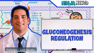 Metabolism  Regulation of Gluconeogenesis [upl. by Berke]