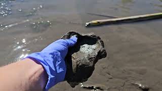 Klamath River at the Klamathon Bridge sediment  September 21 2024 [upl. by Damahom86]