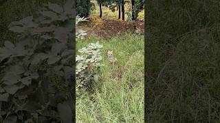 Jackal Hunting shorts jackal bandhavgarhnationalpark [upl. by Nemraciram]