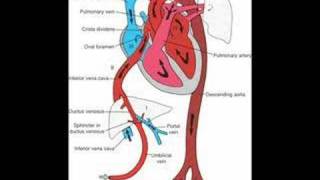 Fetal Circulation and Babys First Breath [upl. by Assirk]