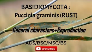 BASIDIOMYCOTA Puccinia graminis Rust General characters  Reproduction with notes in hindi  urdu [upl. by Munafo]