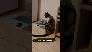 Cats are scared of cucumbers cat viral shorts [upl. by Koh]