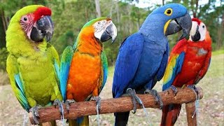 8 Most Beautiful Macaws on Planet Earth [upl. by Quintilla]