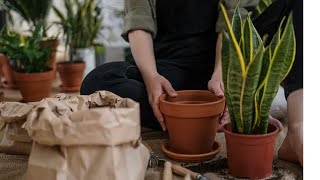 Repotting plants  oversized plant snake plant [upl. by Lurette831]