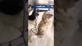 Котикзадира 😂 истории история новости новость shorts [upl. by Edelman686]