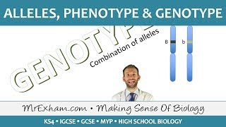 Alleles phenotype and genotype  GCSE Biology 91 [upl. by Norse]