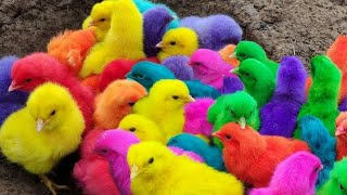 Tangkap Ayam Lucu Ayam Warna Warni Ayam Rainbow Bebek Angsa Ikan Hias Hamster Kelinci Kura [upl. by Trina]