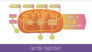 Cellular Respiration Steps and Pathways [upl. by Elorak]