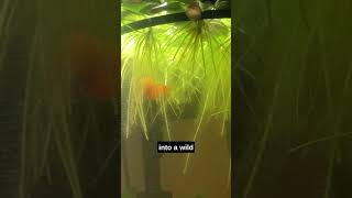 My Experiences With Some Of The Best Floating Plants For Aquariums aquarium fishtank [upl. by Charity]