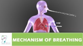 MECHANISM OF BREATHING PART 01 [upl. by Arodasi]