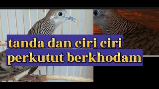 Penjelasan tanda dan ciri ciri perkutut berkhodam [upl. by Assin]