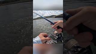 I had a BIG striped bass break my A rig hybridstripedbass fishing stripedbass fall bass fish [upl. by Den413]