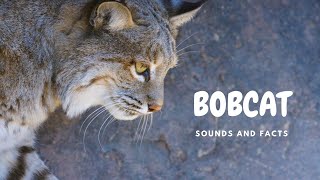 Bobcat sounds like a banshee 10 facts about bobcat [upl. by Chassin]