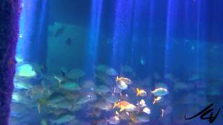 Iberostar Cozumel All Inclusive Resort Snorkeling  YouTube [upl. by Sophie]