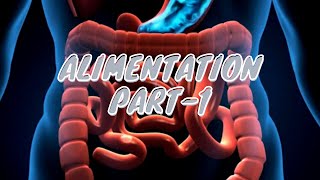 Y1S2 Physiology Alimentation Part  1 [upl. by Onitnevuj]