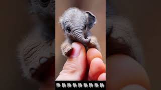 Amazing baby elephant inside hand🐘elephant amazing fanny meme [upl. by Bud]