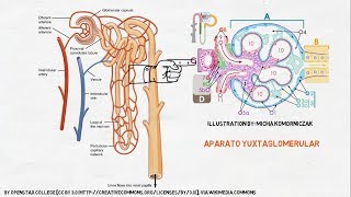 Fisiología Renal La Nefrona [upl. by Alasteir]