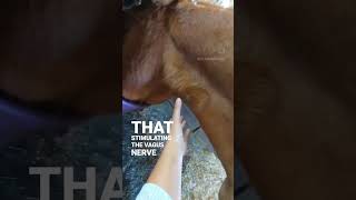 Vagus Nerve Stimulation  Animal Massage [upl. by Uranie16]