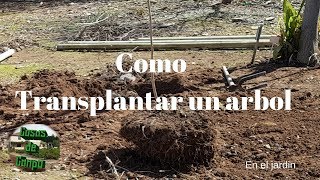 Como Trasplantar un árbol en el jardín [upl. by Ocinom]