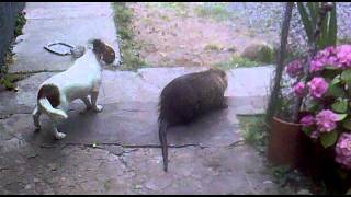 perro y nutria jugando [upl. by Brott547]