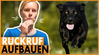 Rückruftraining Hund I So lässt dein Hund sich sicher abrufen I Tipps für den sicheren Rückruf [upl. by Anitselec]