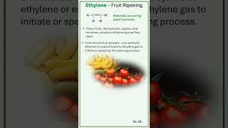 Ethylene  Fruit Ripening [upl. by Cohette870]