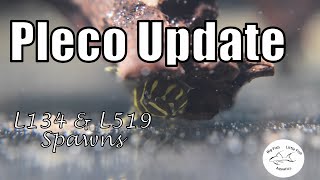 Pleco Update  lots of fry  Big Fish Little Fish Aquatics [upl. by Jarib]