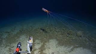 Magnapinna  Bigfin squid A rare sighting in the Tonga Trench [upl. by Island]