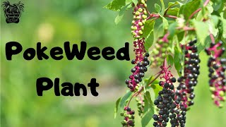 PokeWeed Plant  Medicinal Benefits Uses And Dangers [upl. by Eiramannod]