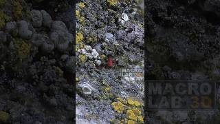 A 2mm long red mite Neomolgus littoralis sitting in a lichen garden [upl. by Enylrac]