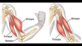 BEST TRAINING BICEPS  TRICERPS [upl. by Emily819]