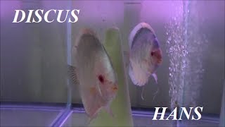 WATER CHANGES IN THE DISCUS HANS FISH HOUSE [upl. by Kilam329]