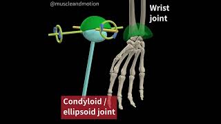 CONDYLOID JOINT [upl. by Lanam538]