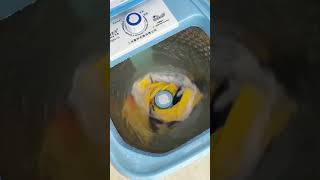 Multi purpose washing machine shortsvideo [upl. by Ahseiuqal]