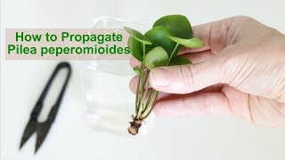 How to Propagate Pilea peperomioides [upl. by Repard]