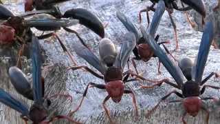 POLISTES CANADENSIS MARIMBONDOCABOCLO POISONOUS INSECTS Swarm of wasps ready to defend the nest [upl. by Kriss]