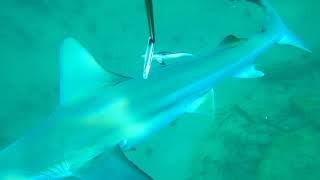 Spearfishing Homosassa Shark attack [upl. by Elmer]