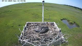 Todays 07212024 Osprey Nest Timelapse from the Forsythe Wildlife Refuge [upl. by Hoon]