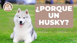 5 RAZONES que harán que quieras ADOPTAR un HUSKY SIBERIANO [upl. by Reube537]