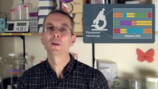 Restriction Enzymes in Optical Mapping [upl. by Wavell694]