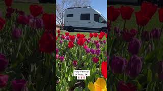 It’s Tulip Time in Pella IA pellaia tulips midwesttravel jkandkiminthecamper vanlife [upl. by Nylhtac]