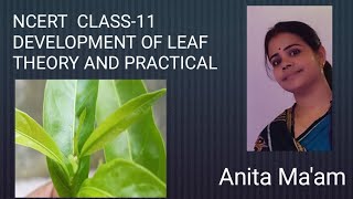 ACROPETAL ARRANGEMENT OF LEAF MORPHOLOGY OF FLOWERING PLANT NCERT CHSE EXAM ODISHA2024 [upl. by Nicoline286]