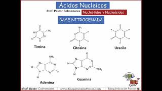 Nucleótidos y Nucleósidos  Ácidos nucleicos parte II [upl. by Azmah964]